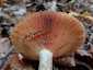 Ízletes rizike (Lactarius deliciosus), Őrség